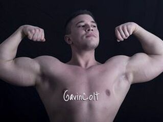 GavinColt