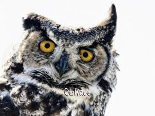 Owlface